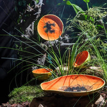 Load image into Gallery viewer, Bordallo Pinheiro Tropical Fruits Papaya Platter
